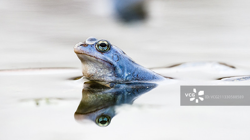 德国奎克伯恩湖中的欧洲蛙特写图片素材