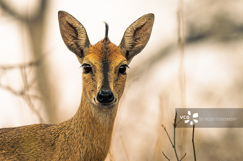 南非克鲁格，鹿的特写肖像图片素材