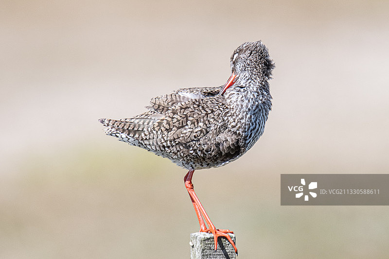 木桩上栖息的鹬鸟特写图片素材