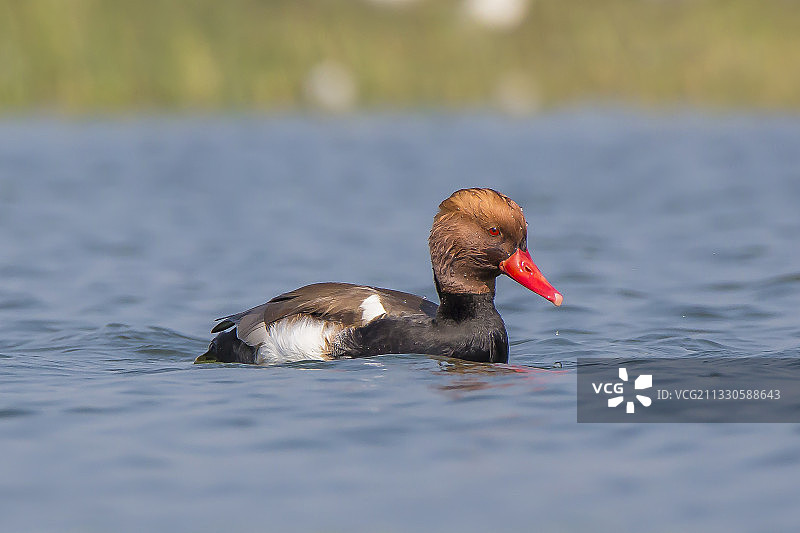 鸭子在湖里游泳的特写图片素材