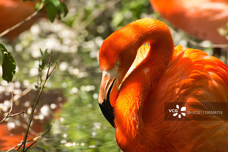 大火烈鸟特写图片素材