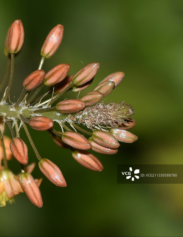 花蕾特写，纳米比亚奥奇瓦龙戈图片素材