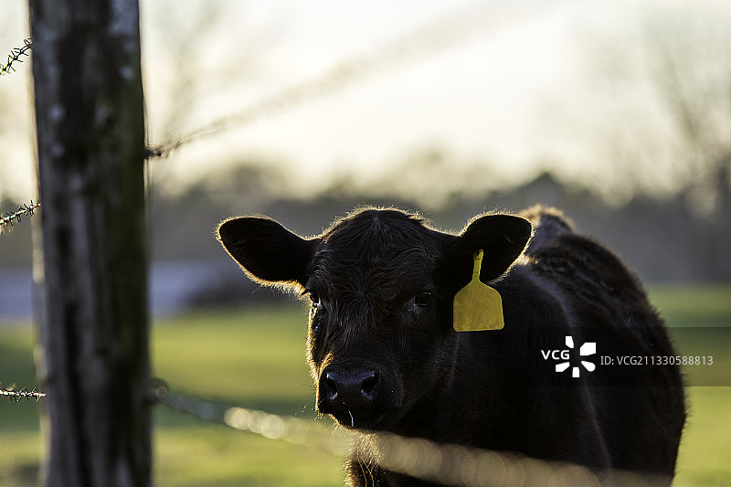 阿拉巴马州田野上的牛的肖像，美国图片素材