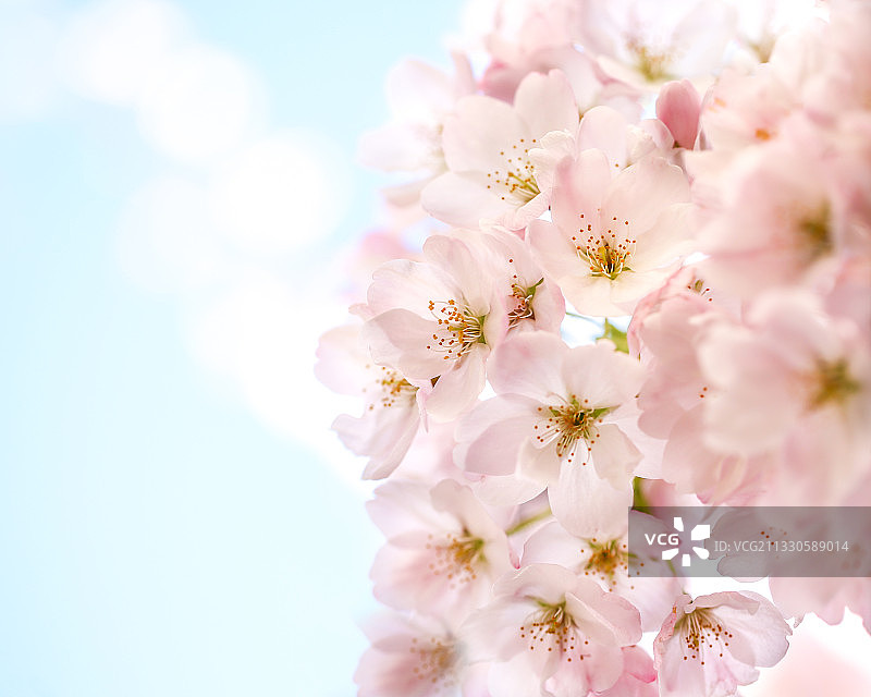 加拿大不列颠哥伦比亚省温哥华粉色樱花特写图片素材