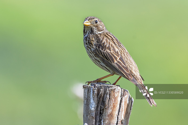 鸣禽栖息于木桩特写图片素材