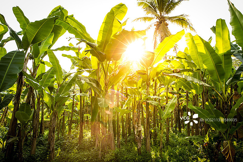 低角度拍摄的阳光穿过植物，乌布，印度尼西亚图片素材