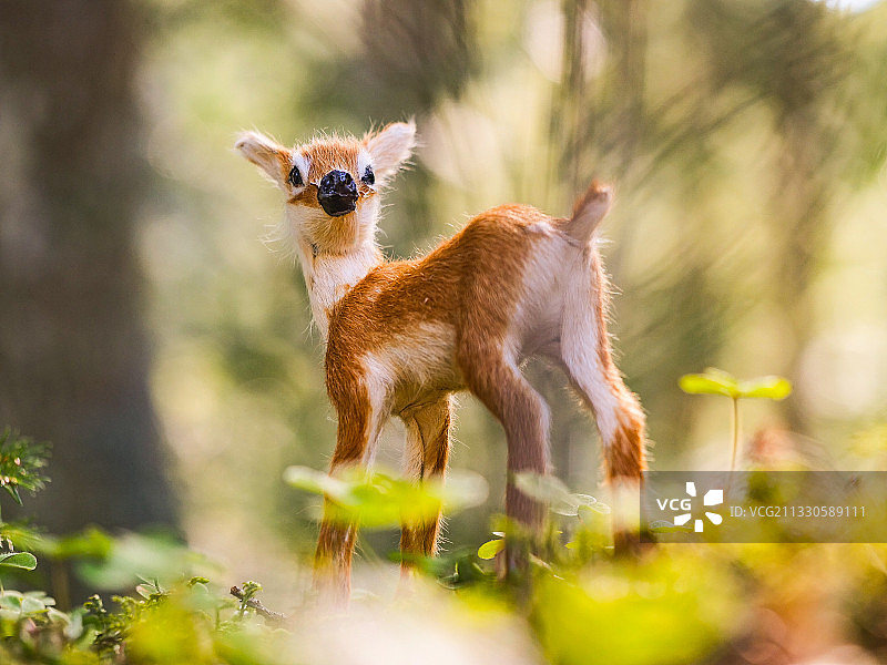 鹿站在田野上的肖像图片素材