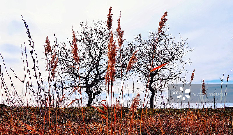 田野上的树木映衬着天空图片素材