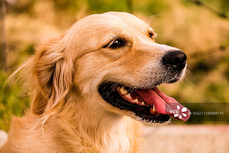 金色寻回犬侧面特写图片素材