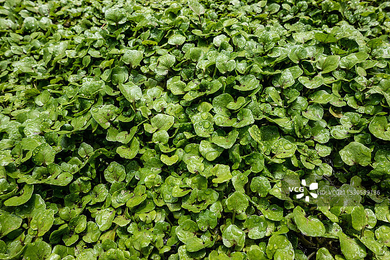 厄瓜多尔明多山谷生长的植物的完整画面图片素材