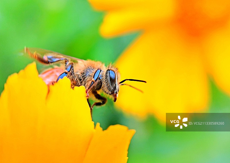 忙碌花丛中图片素材