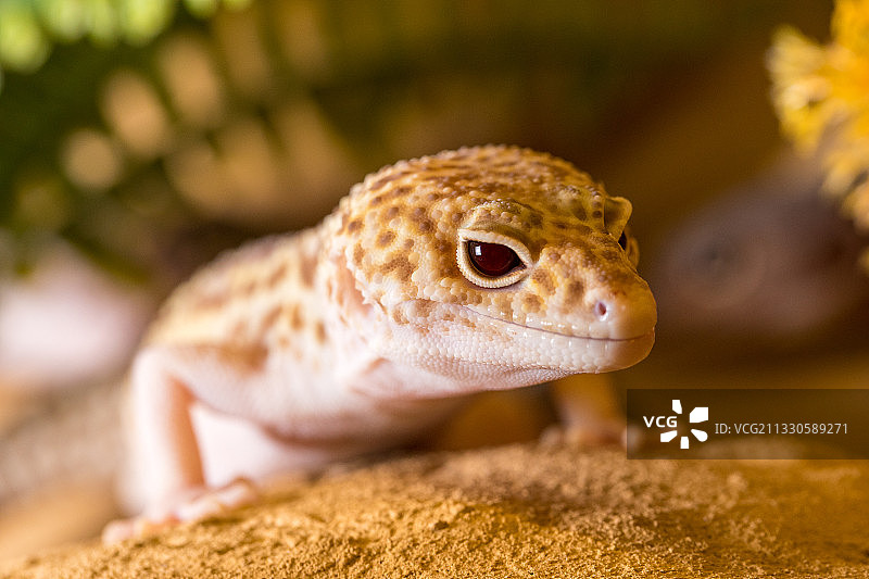 波兰岩石上的壁虎特写图片素材