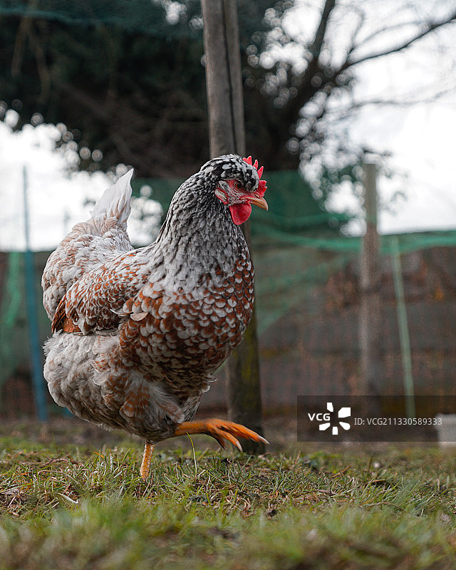 特写公鸡在球场上图片素材