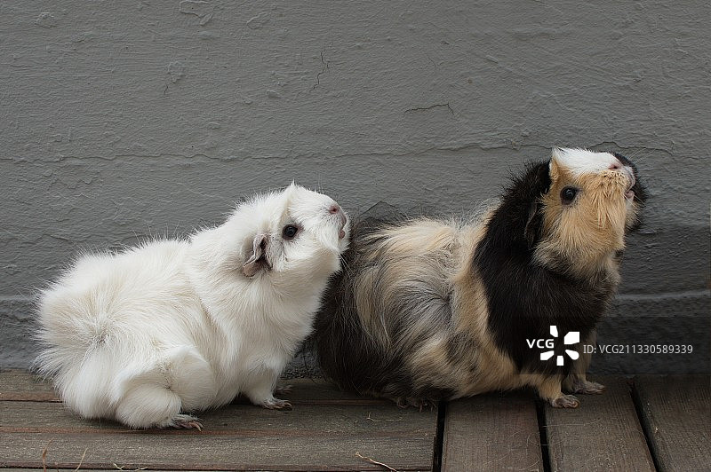 小路上的兔子特写图片素材