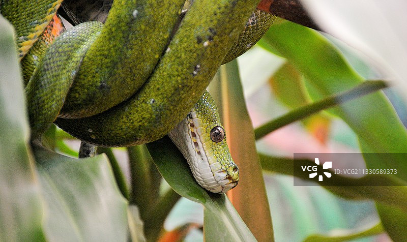 澳大利亚植物上的翠绿树蟒特写图片素材