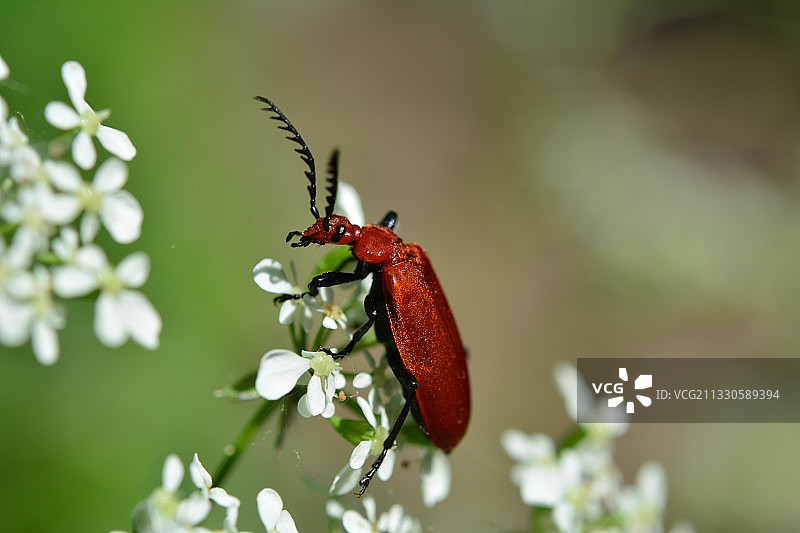 英国花朵上的昆虫特写图片素材