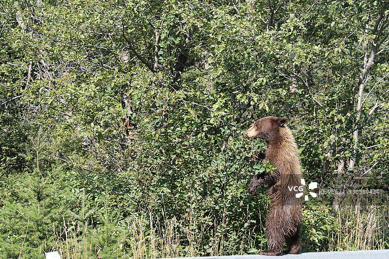 棕熊站在田野上的侧面照图片素材