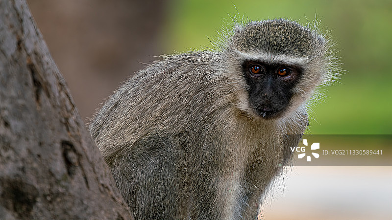 非洲莫雷梅拉岩石上的长尾猴特写图片素材