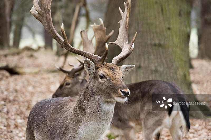 原野上站立的黇鹿特写图片素材