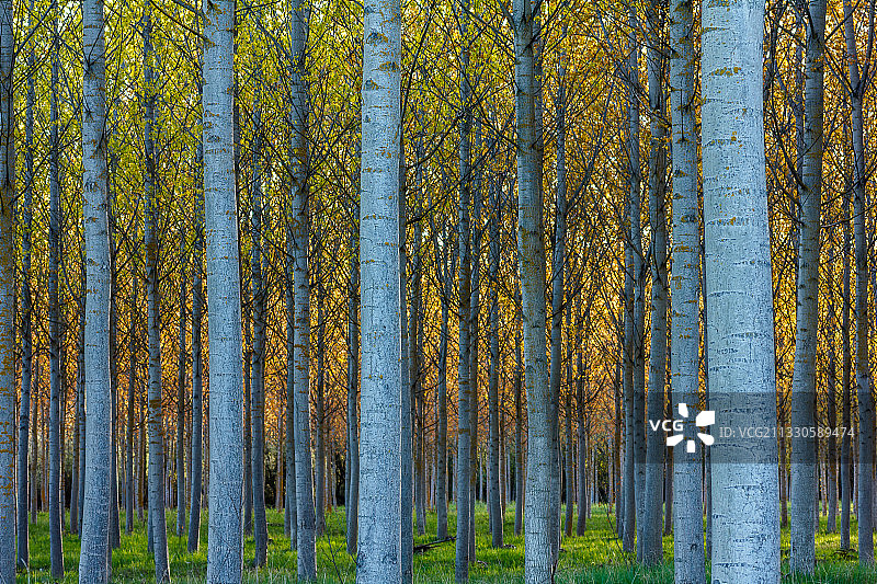 西班牙森林松树全景图片素材