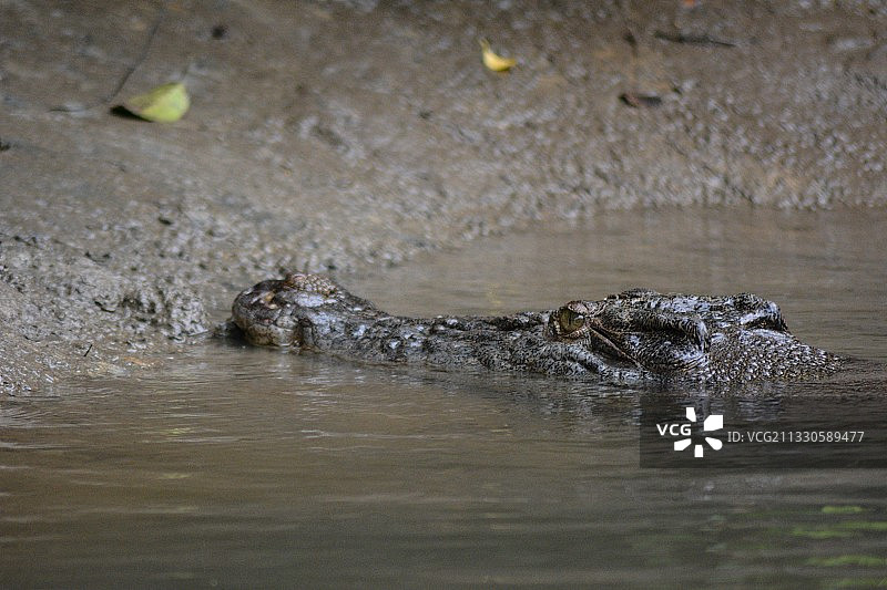 昆士兰的幼年短吻鳄，澳大利亚图片素材