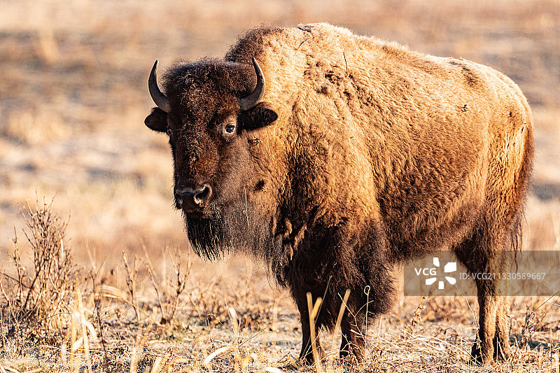 加拿大麋鹿岛国家公园，田野中的奶牛图片素材