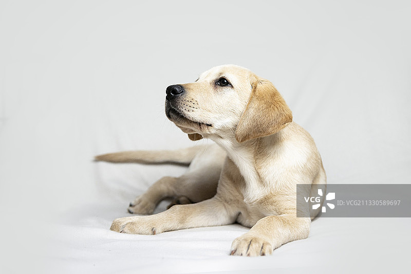 波兰：拉布拉多寻回犬白色背景下望向远方特写图片素材