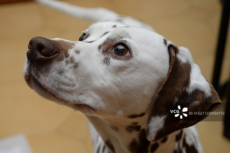 凝视远方的斑点狗特写，意大利拉文纳图片素材