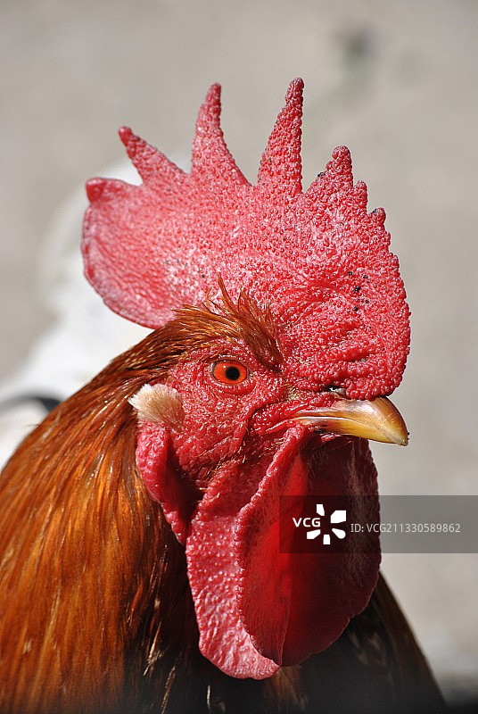 公鸡特写，西班牙马德里图片素材