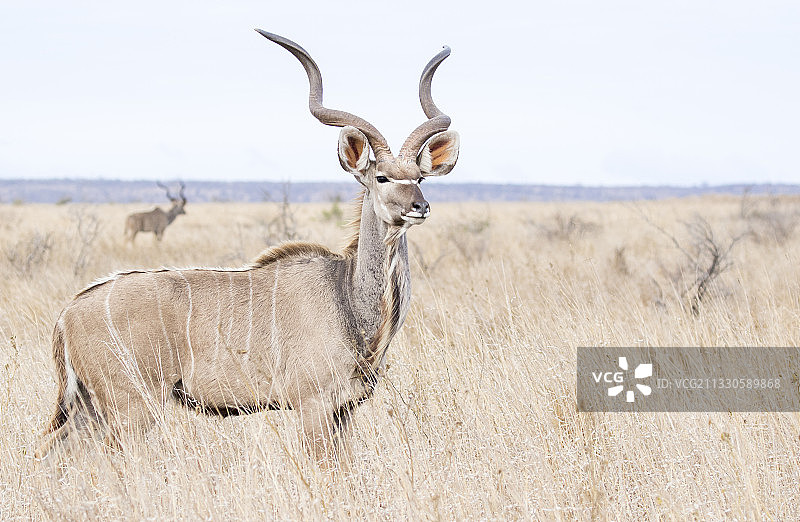原野上站立的鹿的侧面照图片素材