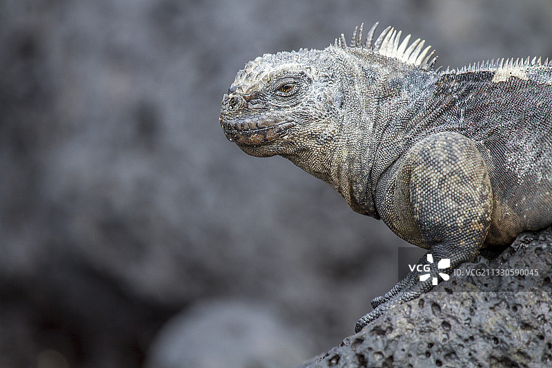 厄瓜多尔圣克鲁斯岛礁石上的海鬣蜥特写图片素材
