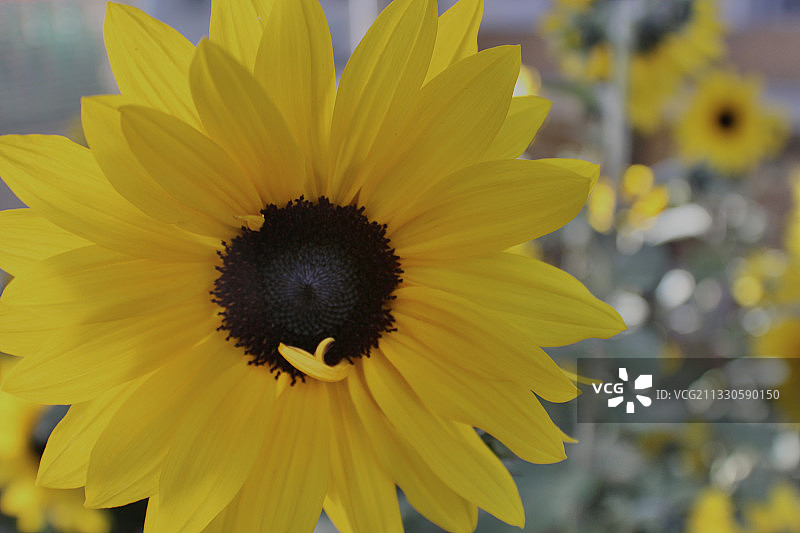 黄色花朵特写，美国加利福尼亚州埃尔森特罗图片素材