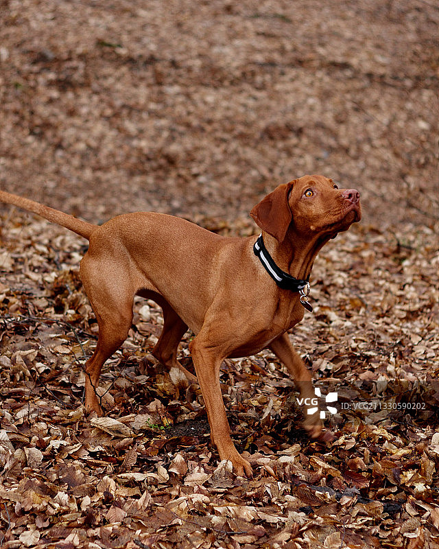 维兹拉犬站在田野上的侧面照图片素材