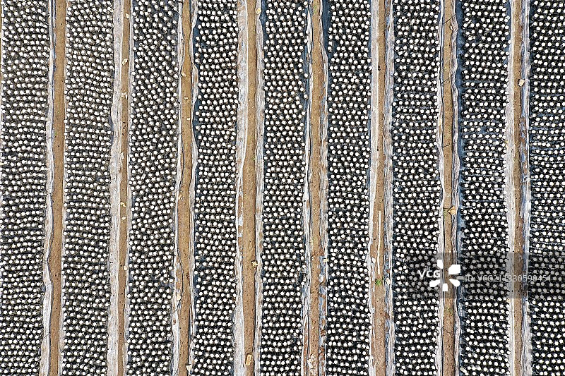 航拍山东枣庄山亭区黑木耳种植基地图片素材