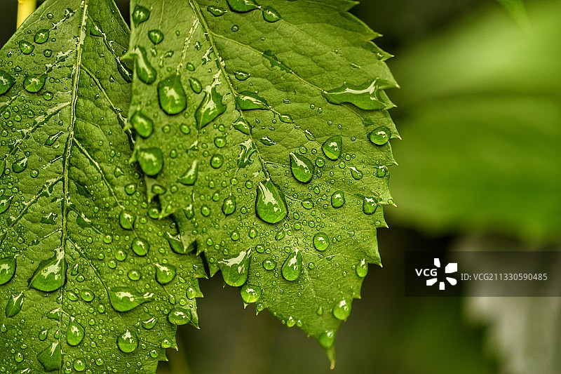 雨季波兰拉布卡潮湿的植物叶子特写图片素材