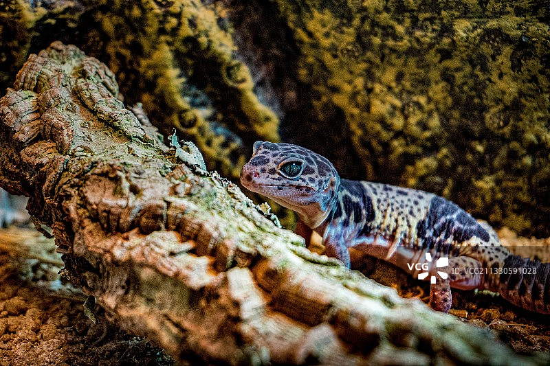 岩石上的壁虎特写，美国图片素材