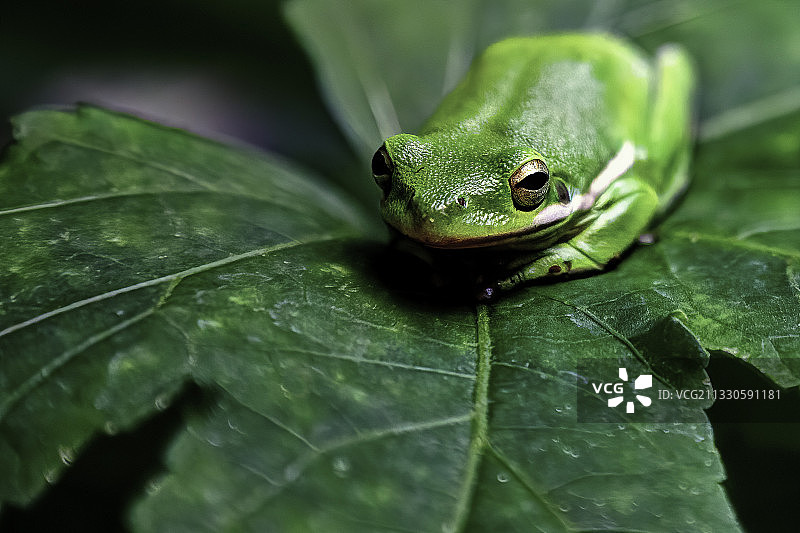 欧洲树蛙在树叶上，美国德克萨斯州贝尔县图片素材