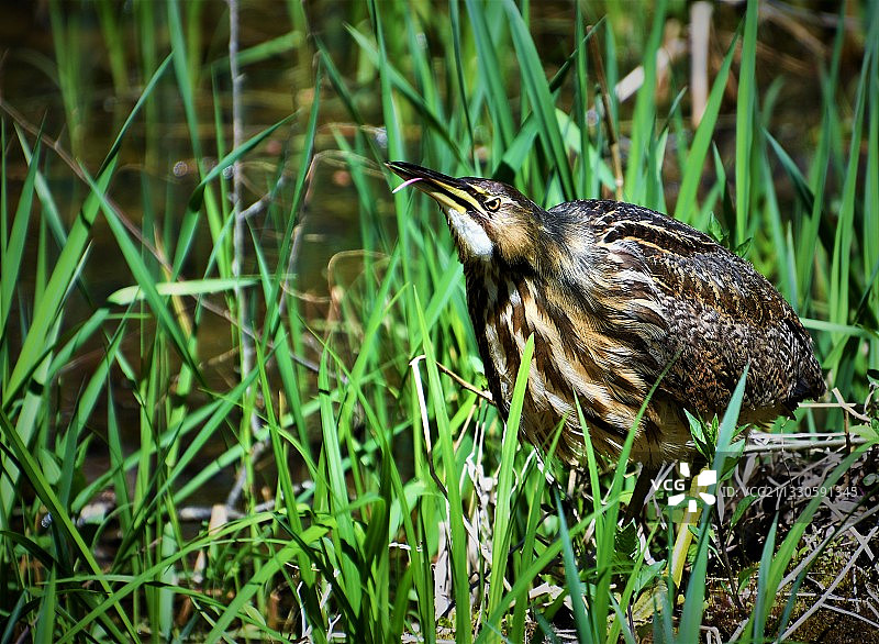 美国俄亥俄州库亚霍加谷国家公园的草地上的苍鹭特写图片素材