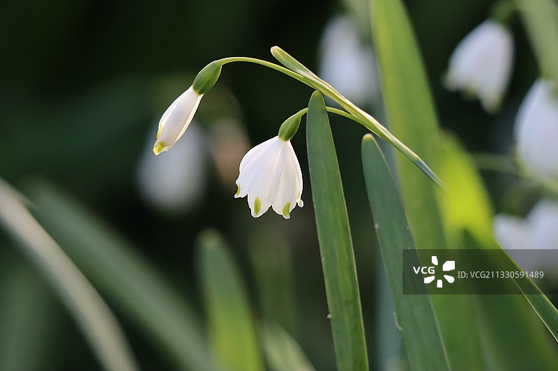 英国白色花卉植物特写图片素材