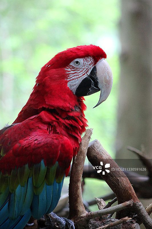 美国栖息在树枝上的猩红金刚鹦鹉特写图片素材