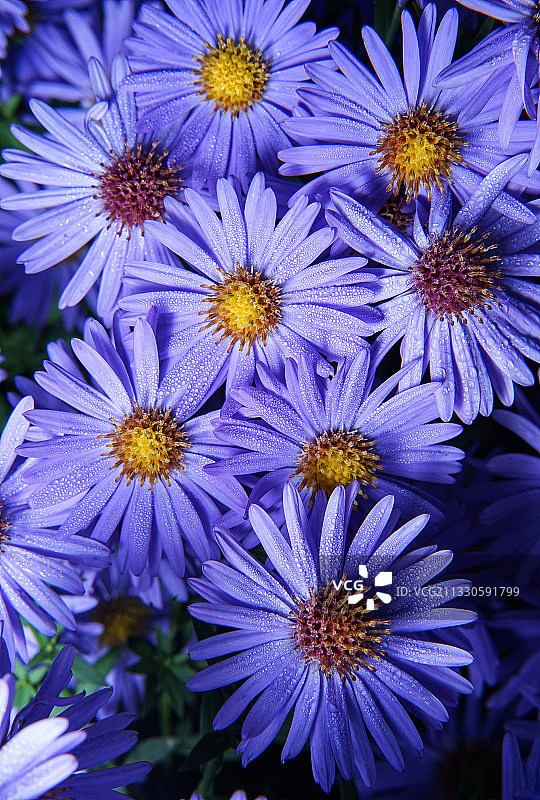 美国加利福尼亚州圣安德烈亚斯紫色植物特写图片素材