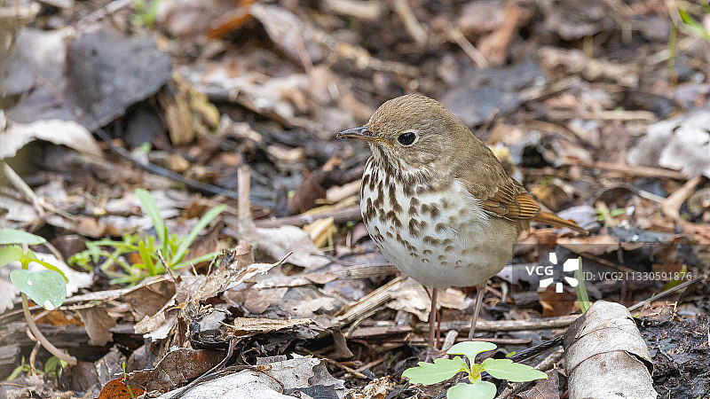 近距离拍摄栖息在田野上的欧歌鸫图片素材