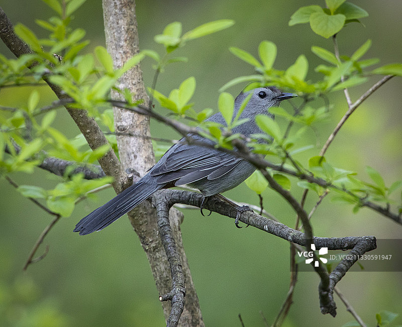 栖息在树枝上的鸣禽特写，美国图片素材