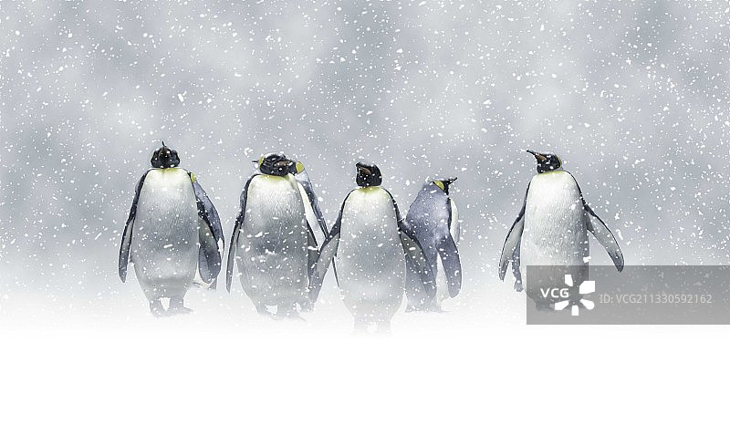 西班牙马德里雪地里企鹅的俯视角度照片图片素材