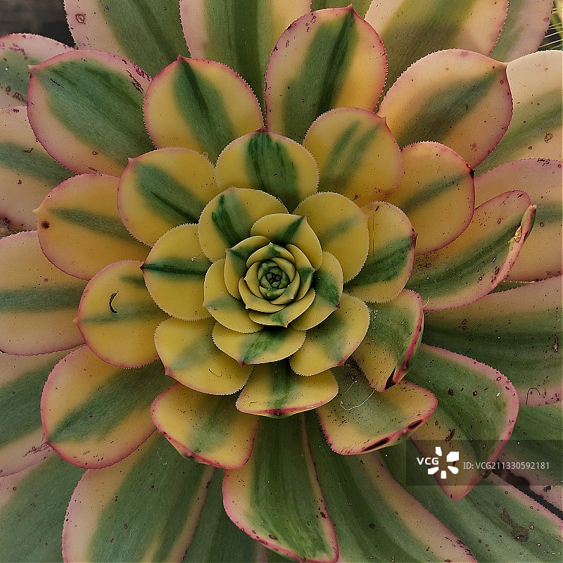 加利福尼亚州多肉植物全画幅照片图片素材