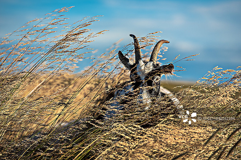 天空背景下田野里的干燥植物特写图片素材