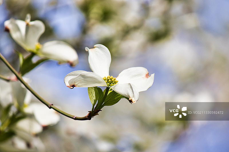 特写的白色开花植物图片素材