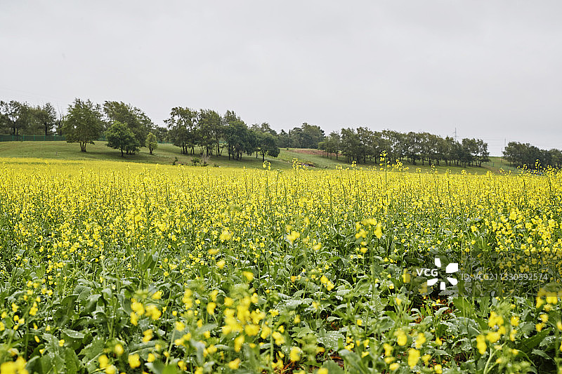 中国河北省张家口沽源县天鹅湖景区油菜花田图片素材