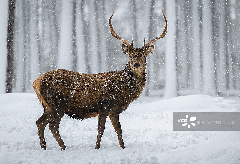 森林中的鹿画像，英国图片素材