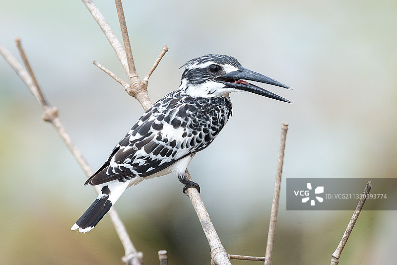 翠鸟栖息在树枝上特写，农仓区，碧差汶府，泰国图片素材